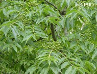 http://mpdb.nibiohn.go.jp/CONTENTS_ROOT/PLANT_PHOTO_DATA/PHOTO_FILE/thumbnail/98.jpg