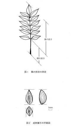 http://mpdb.nibiohn.go.jp/CONTENTS_ROOT/CULTIVATION_CHARACTERISTIC_DATA/PHOTO_FILE/thumbnail/48.jpg