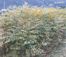 http://mpdb.nibiohn.go.jp/CONTENTS_ROOT/CULTIVATION_PHOTO_DATA/PHOTO_FILE/thumbnail/105.jpg