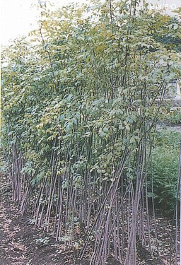 http://mpdb.nibiohn.go.jp/CONTENTS_ROOT/CULTIVATION_PHOTO_DATA/PHOTO_FILE/thumbnail/106.jpg
