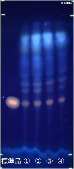 http://mpdb.nibiohn.go.jp/CONTENTS_ROOT/JP_IDENTIFICATION_PHOTO_DATA/JP_IDENTIFICATION_PHOTO_FILE/thumbnail/732.jpg