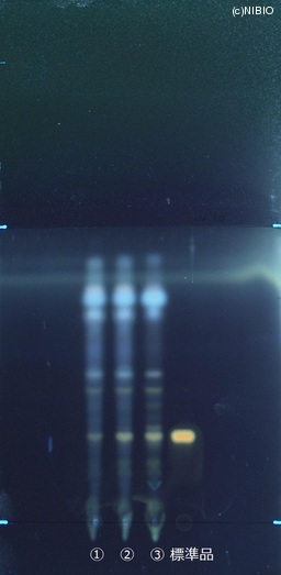 http://mpdb.nibiohn.go.jp/CONTENTS_ROOT/JP_IDENTIFICATION_PHOTO_DATA/JP_IDENTIFICATION_PHOTO_FILE/thumbnail/738.jpg