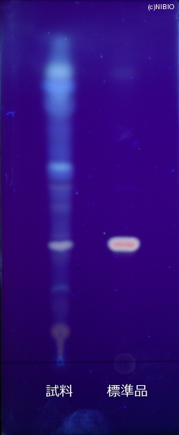 http://mpdb.nibiohn.go.jp/CONTENTS_ROOT/JP_IDENTIFICATION_PHOTO_DATA/JP_IDENTIFICATION_PHOTO_FILE/thumbnail/742.JPG