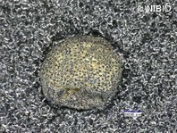 http://mpdb.nibiohn.go.jp/CONTENTS_ROOT/PLANT_PHOTO_DATA/PHOTO_FILE/thumbnail/65.jpg