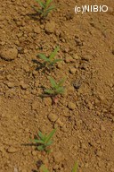 http://mpdb.nibiohn.go.jp/CONTENTS_ROOT/PLANT_PHOTO_DATA/PHOTO_FILE/thumbnail/66.jpg