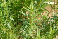 http://mpdb.nibiohn.go.jp/CONTENTS_ROOT/PLANT_PHOTO_DATA/PHOTO_FILE/thumbnail/67.jpg