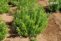 http://mpdb.nibiohn.go.jp/CONTENTS_ROOT/PLANT_PHOTO_DATA/PHOTO_FILE/thumbnail/68.jpg