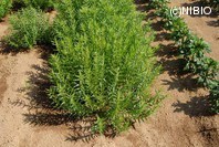 http://mpdb.nibiohn.go.jp/CONTENTS_ROOT/PLANT_PHOTO_DATA/PHOTO_FILE/thumbnail/69.jpg