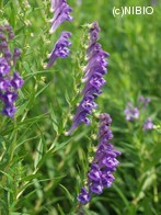 http://mpdb.nibiohn.go.jp/CONTENTS_ROOT/PLANT_PHOTO_DATA/PHOTO_FILE/thumbnail/72.jpg