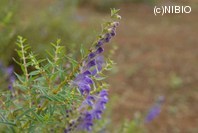 http://mpdb.nibiohn.go.jp/CONTENTS_ROOT/PLANT_PHOTO_DATA/PHOTO_FILE/thumbnail/73.jpg
