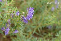 http://mpdb.nibiohn.go.jp/CONTENTS_ROOT/PLANT_PHOTO_DATA/PHOTO_FILE/thumbnail/74.jpg