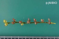 http://mpdb.nibiohn.go.jp/CONTENTS_ROOT/PLANT_PHOTO_DATA/PHOTO_FILE/thumbnail/76.jpg