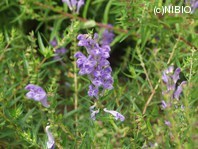 http://mpdb.nibiohn.go.jp/CONTENTS_ROOT/PLANT_PHOTO_DATA/PHOTO_FILE/thumbnail/79.jpg