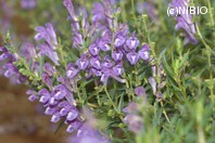 http://mpdb.nibiohn.go.jp/CONTENTS_ROOT/PLANT_PHOTO_DATA/PHOTO_FILE/thumbnail/80.jpg
