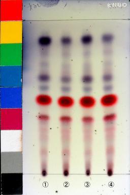 http://mpdb.nibiohn.go.jp/CONTENTS_ROOT/JP_IDENTIFICATION_PHOTO_DATA/JP_IDENTIFICATION_PHOTO_FILE/thumbnail/1131.jpg