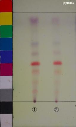 http://mpdb.nibiohn.go.jp/CONTENTS_ROOT/JP_IDENTIFICATION_PHOTO_DATA/JP_IDENTIFICATION_PHOTO_FILE/thumbnail/1138.JPG