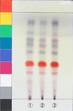 http://mpdb.nibiohn.go.jp/CONTENTS_ROOT/JP_IDENTIFICATION_PHOTO_DATA/JP_IDENTIFICATION_PHOTO_FILE/thumbnail/1140.JPG