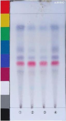 http://mpdb.nibiohn.go.jp/CONTENTS_ROOT/JP_IDENTIFICATION_PHOTO_DATA/JP_IDENTIFICATION_PHOTO_FILE/thumbnail/1141.jpg