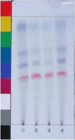 http://mpdb.nibiohn.go.jp/CONTENTS_ROOT/JP_IDENTIFICATION_PHOTO_DATA/JP_IDENTIFICATION_PHOTO_FILE/thumbnail/1142.jpg