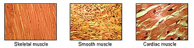 https://upload.wikimedia.org/wikipedia/commons/thumb/1/1b/Illu_muscle_tissues.jpg/400px-Illu_muscle_tissues.jpg