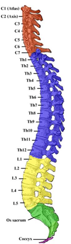 https://upload.wikimedia.org/wikipedia/commons/thumb/5/54/Gray_111_-_Vertebral_column-coloured.png/150px-Gray_111_-_Vertebral_column-coloured.png