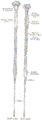https://upload.wikimedia.org/wikipedia/commons/thumb/6/68/Gray663.png/42px-Gray663.png
