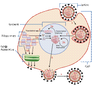 https://upload.wikimedia.org/wikipedia/commons/thumb/3/3a/Virus_Replication.svg/300px-Virus_Replication.svg.png