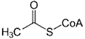 https://upload.wikimedia.org/wikipedia/commons/thumb/8/89/Acetyl-CoA.svg/120px-Acetyl-CoA.svg.png
