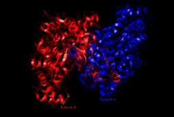 https://upload.wikimedia.org/wikipedia/commons/thumb/4/4c/Citrate_Synthase_%28open_form%29.png/200px-Citrate_Synthase_%28open_form%29.png