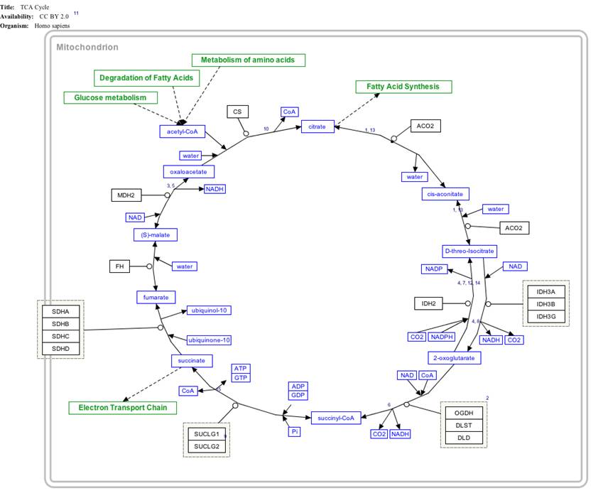 TCACycle_WP78