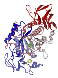 https://upload.wikimedia.org/wikipedia/commons/thumb/b/b4/Pancreatic_alpha-amylase_1HNY.png/200px-Pancreatic_alpha-amylase_1HNY.png