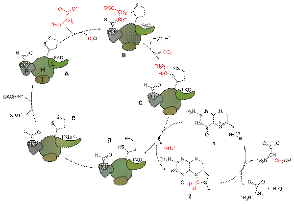 https://upload.wikimedia.org/wikipedia/commons/thumb/c/c9/Glycine_decarboxylase_complex_%2B_serine_hydroxymethyltransferase.svg/600px-Glycine_decarboxylase_complex_%2B_serine_hydroxymethyltransferase.svg.png