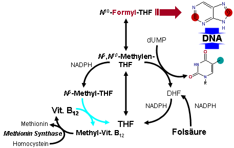 https://upload.wikimedia.org/wikipedia/commons/a/ae/Folicacid-B12.png