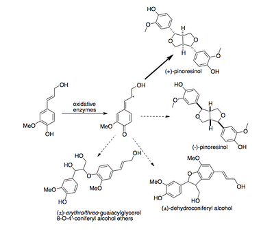 https://upload.wikimedia.org/wikipedia/commons/thumb/5/54/Activity_of_Dirigent_protein.png/400px-Activity_of_Dirigent_protein.png