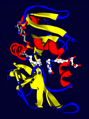 https://upload.wikimedia.org/wikipedia/commons/thumb/6/6d/EcDHFR_raytraced.png/300px-EcDHFR_raytraced.png