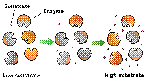 https://upload.wikimedia.org/wikipedia/commons/thumb/0/09/KinEnzymo%28en%29.svg/300px-KinEnzymo%28en%29.svg.png