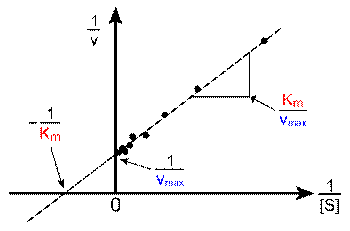 https://upload.wikimedia.org/wikipedia/commons/thumb/7/70/Lineweaver-Burke_plot.svg/350px-Lineweaver-Burke_plot.svg.png