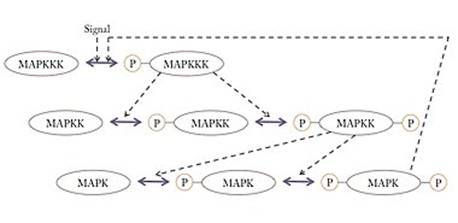 https://upload.wikimedia.org/wikipedia/commons/thumb/5/5a/Kinase_cascade.jpg/380px-Kinase_cascade.jpg