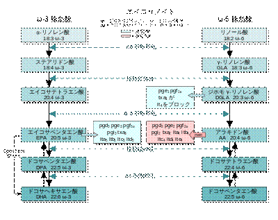 https://upload.wikimedia.org/wikipedia/commons/thumb/f/f8/EFA_to_Eicosanoids_ja.svg/400px-EFA_to_Eicosanoids_ja.svg.png