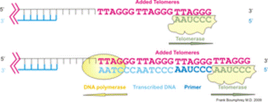 https://upload.wikimedia.org/wikipedia/commons/thumb/9/96/Telomerase.png/300px-Telomerase.png