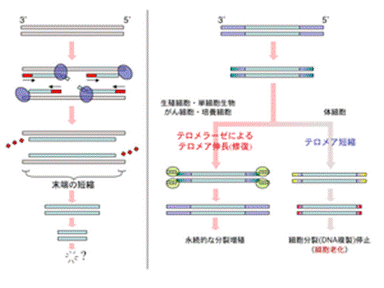 https://upload.wikimedia.org/wikipedia/ja/thumb/6/62/Telomere_scheme.png/300px-Telomere_scheme.png