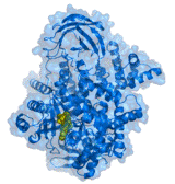 https://upload.wikimedia.org/wikipedia/commons/thumb/1/10/PI3kinase.png/160px-PI3kinase.png
