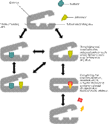 https://upload.wikimedia.org/wikipedia/commons/thumb/5/55/Non-competitive_inhibition.svg/220px-Non-competitive_inhibition.svg.png