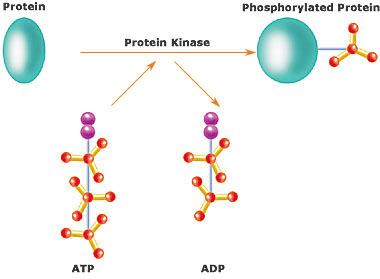 https://upload.wikimedia.org/wikipedia/commons/f/f9/Ch4_kinases.jpg