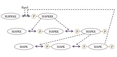 https://upload.wikimedia.org/wikipedia/commons/thumb/5/5a/Kinase_cascade.jpg/380px-Kinase_cascade.jpg