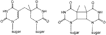 Photodimers