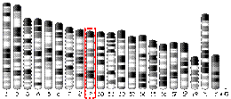 9番染色体 (マウス)