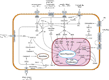 https://upload.wikimedia.org/wikipedia/commons/thumb/2/29/Signal_transduction_v1.png/360px-Signal_transduction_v1.png