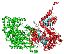 Methylmalonyl-CoA-mutase 3BIC.png