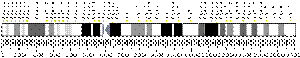 6番染色体 (ヒト)